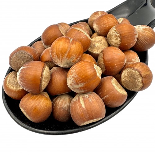 Hazelnuts in Shell ~ Corylus Avellana ~ Superior Quality