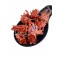 Candied Hibiscus Flowers Edible ~ Red color added ~ Superior Quality Candied Hibiscus Flowers Edible ~ Red color added ~ Superior Quality