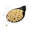 Pine Nuts Seeds ~ Pinus Gerardiana ~ Superior Quality Pine Nuts Seeds ~ Pinus Gerardiana ~ Superior Quality