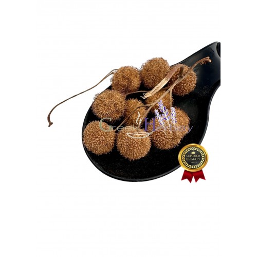 Dried Whole Plane Tree Seeds ~ Platanus orientalis ~ Superior Quality