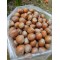 100% Raw Whole Hazelnut in Shell (Corylus Colurna)Superior Quality Fresh-Natural Seeds /Superfood-Nuts/ Herbs-Spices