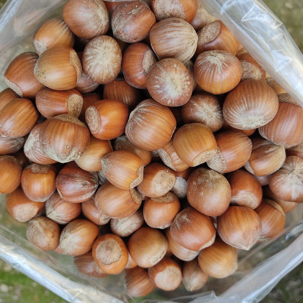 100% Raw Whole Hazelnut in Shell (Corylus Colurna)Superior Quality Fresh-Natural Seeds /Superfood-Nuts/ Herbs-Spices