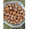 100% Raw Whole Hazelnut in Shell (Corylus Colurna)Superior Quality Fresh-Natural Seeds /Superfood-Nuts/ Herbs-Spices