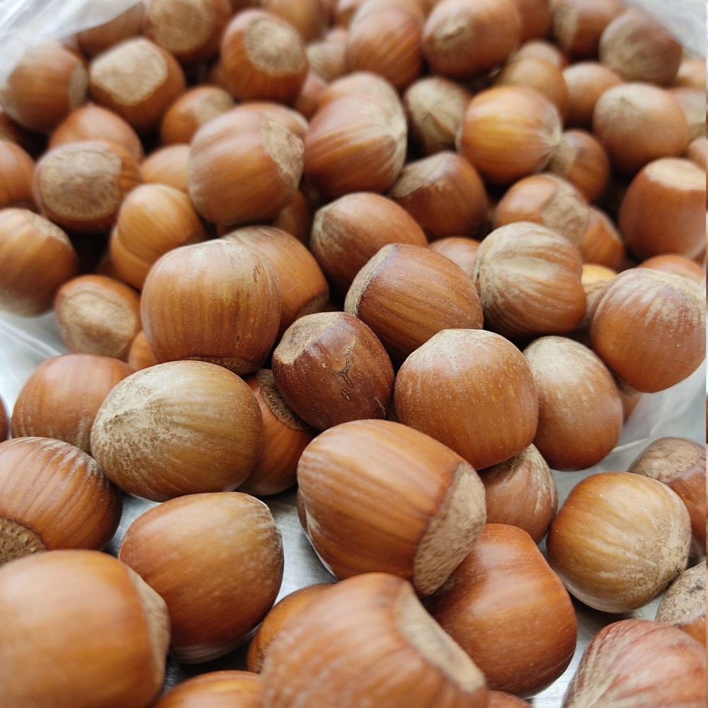 100% Raw Whole Hazelnut in Shell (Corylus Colurna)Superior Quality Fresh-Natural Seeds /Superfood-Nuts/ Herbs-Spices