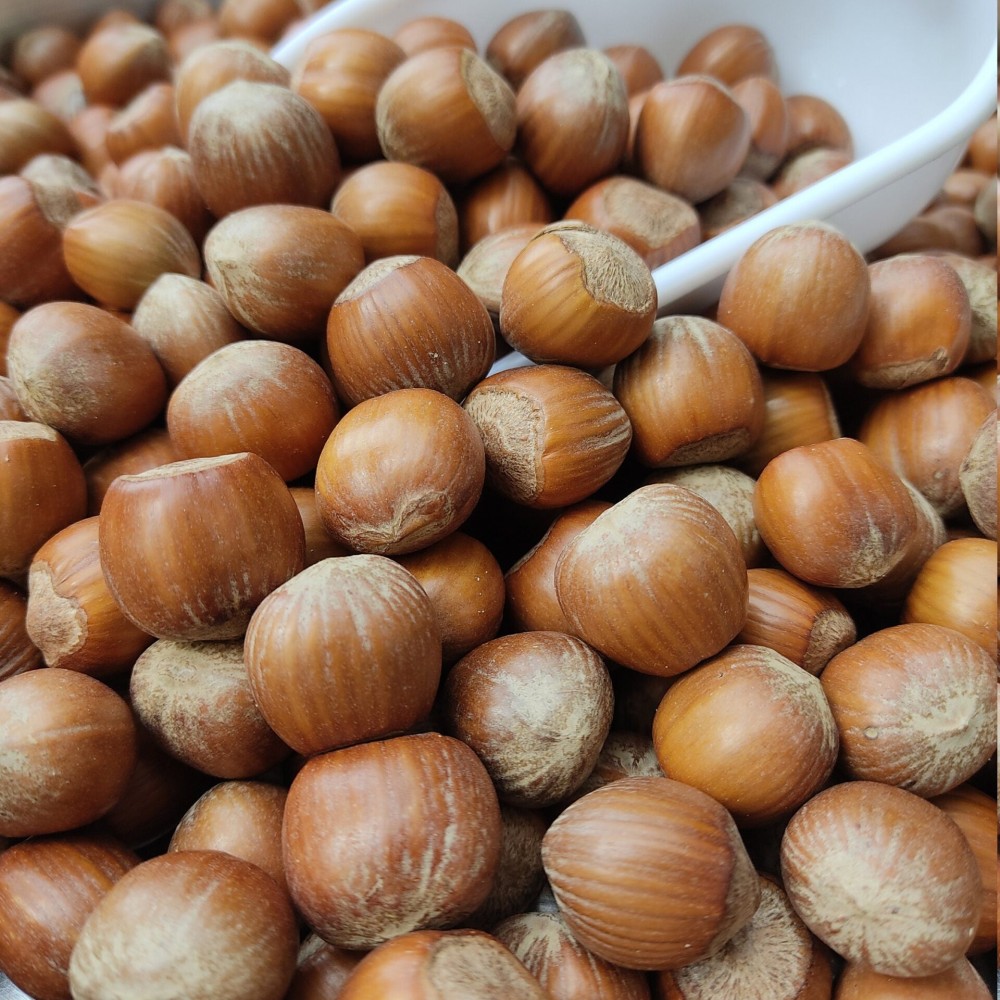 100% Raw Whole Hazelnut in Shell (Corylus Colurna)Superior Quality Fresh-Natural Seeds /Superfood-Nuts/ Herbs-Spices