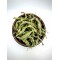 Lemon Verbena Dried Leaves Loose Herbal Tea - Aloysia Citrodora - Superior Quality Herbs&Spice