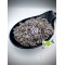 100% Organic Greek Lavender Flower Buds - Lavandula Officinalis - Superior Quality Dried Herbs {Certified Bio Product}